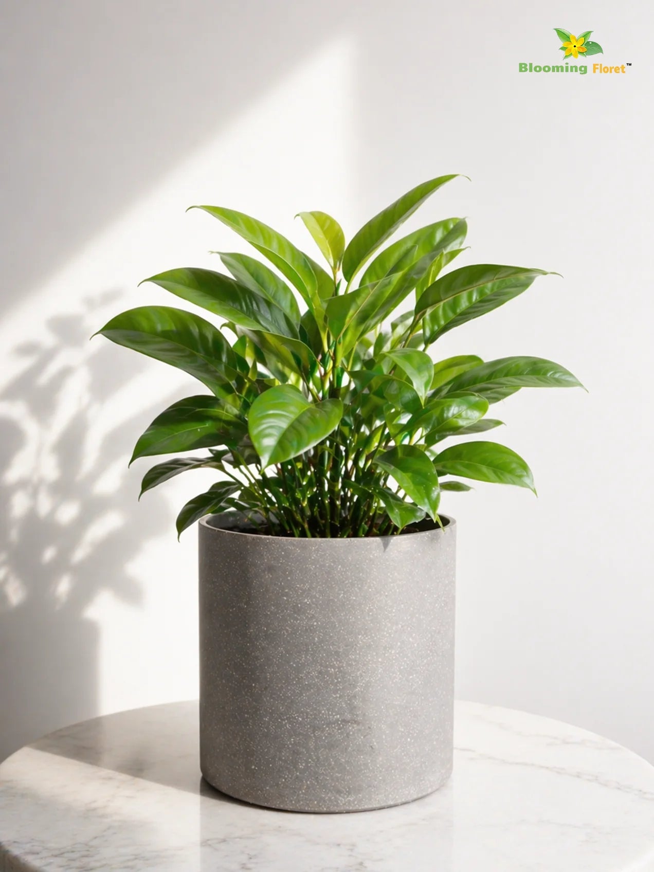Cylinder Base Fiber Pot | Grey | 14 cm