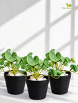 Lush Leaf Pennywort Artificial Succulent | Dark Green & White | 14 cm | Set of 3