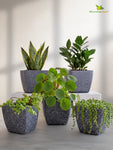 Coarse Textured Square Planter Pot | 15 cm | Set of 5