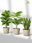 Modern Grace Poly Planter | Mustard Yellow | 15 cm | Set of 3