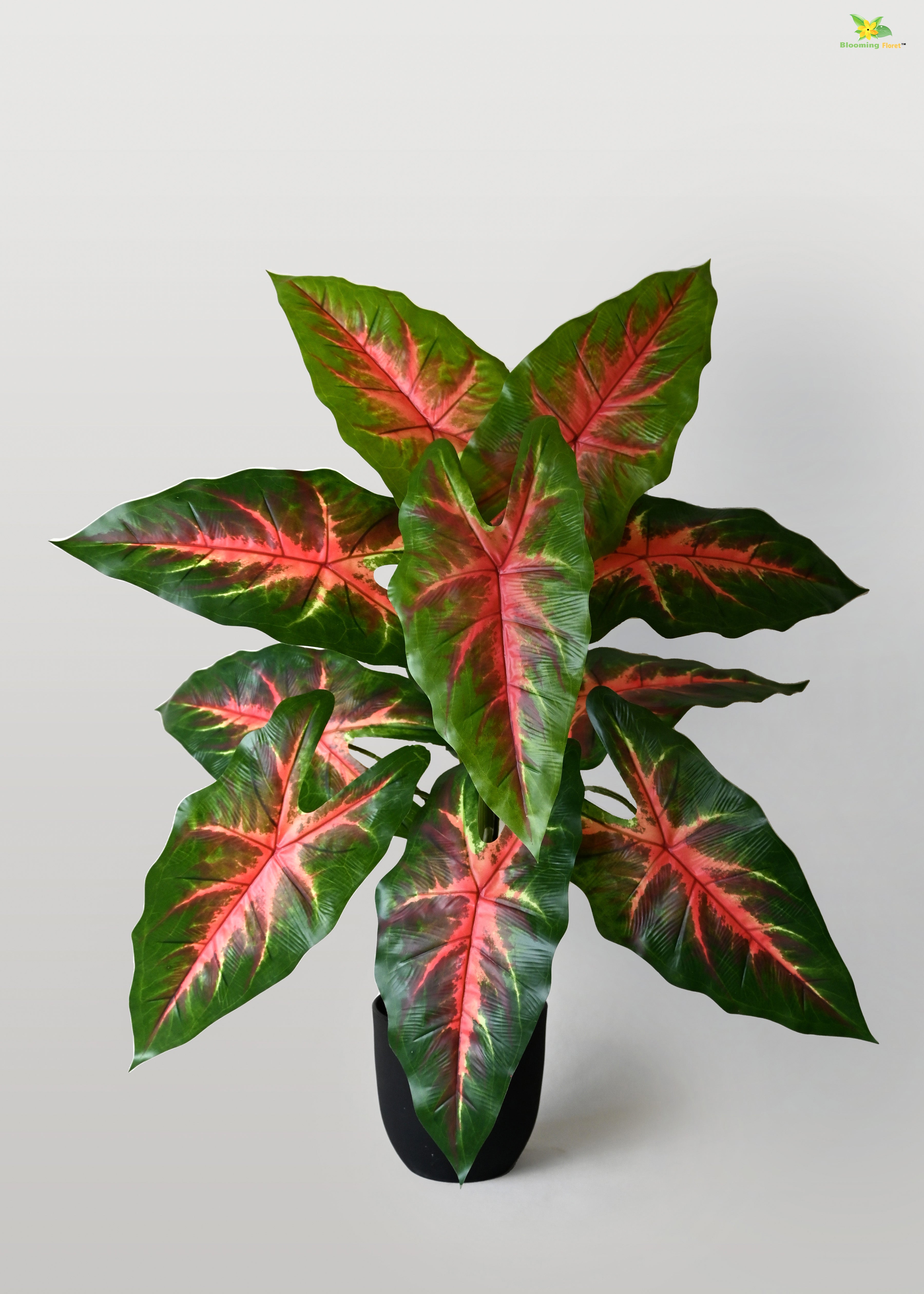 Artificial Red Patched Caladium Plant for Decor | 12 Leaves with Basic Pot | 78.7 cm