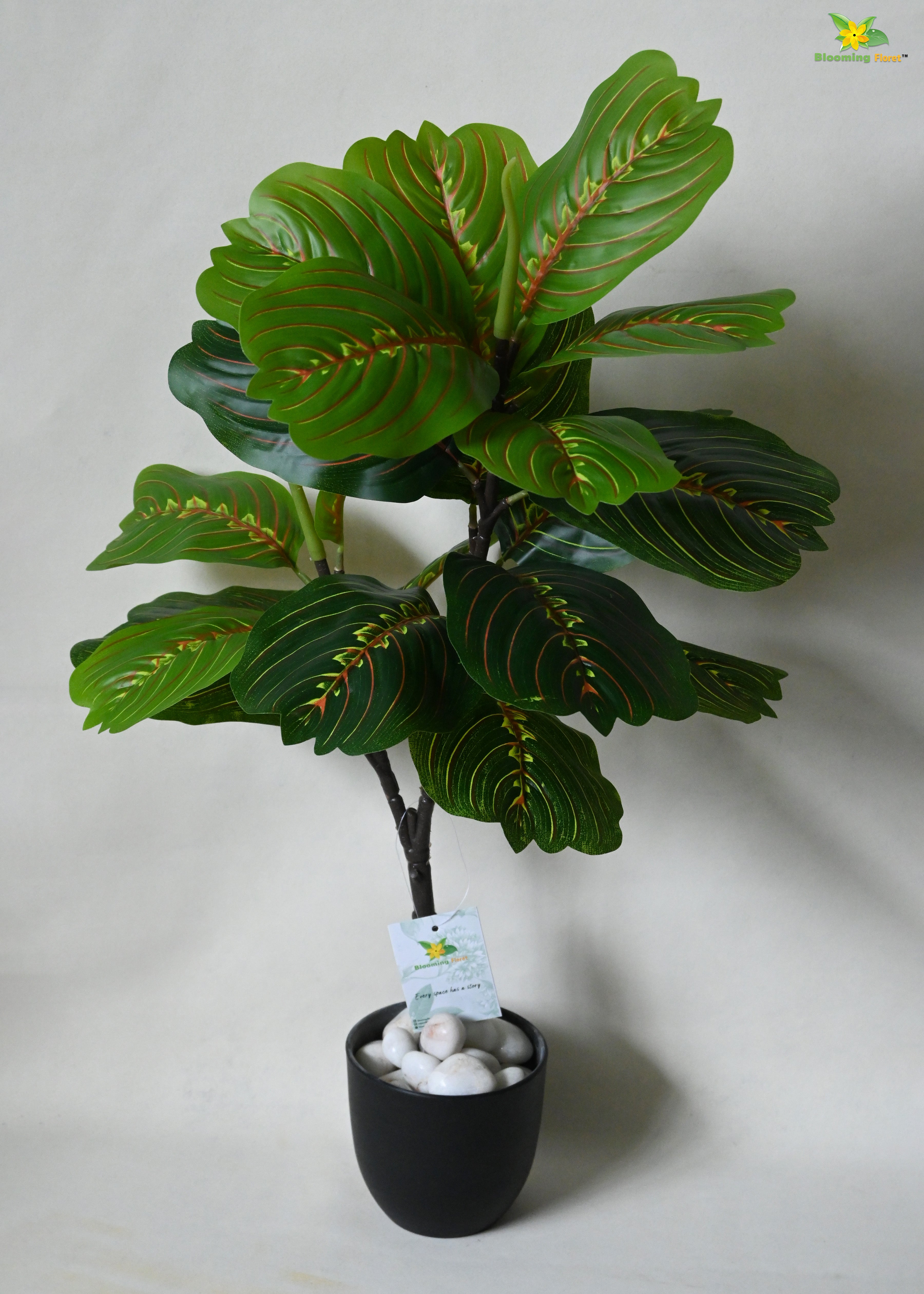 HarmonyLeaf Prayer Plant