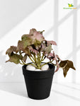 Artificial Ivy Succulent | Army Green | 10 cm