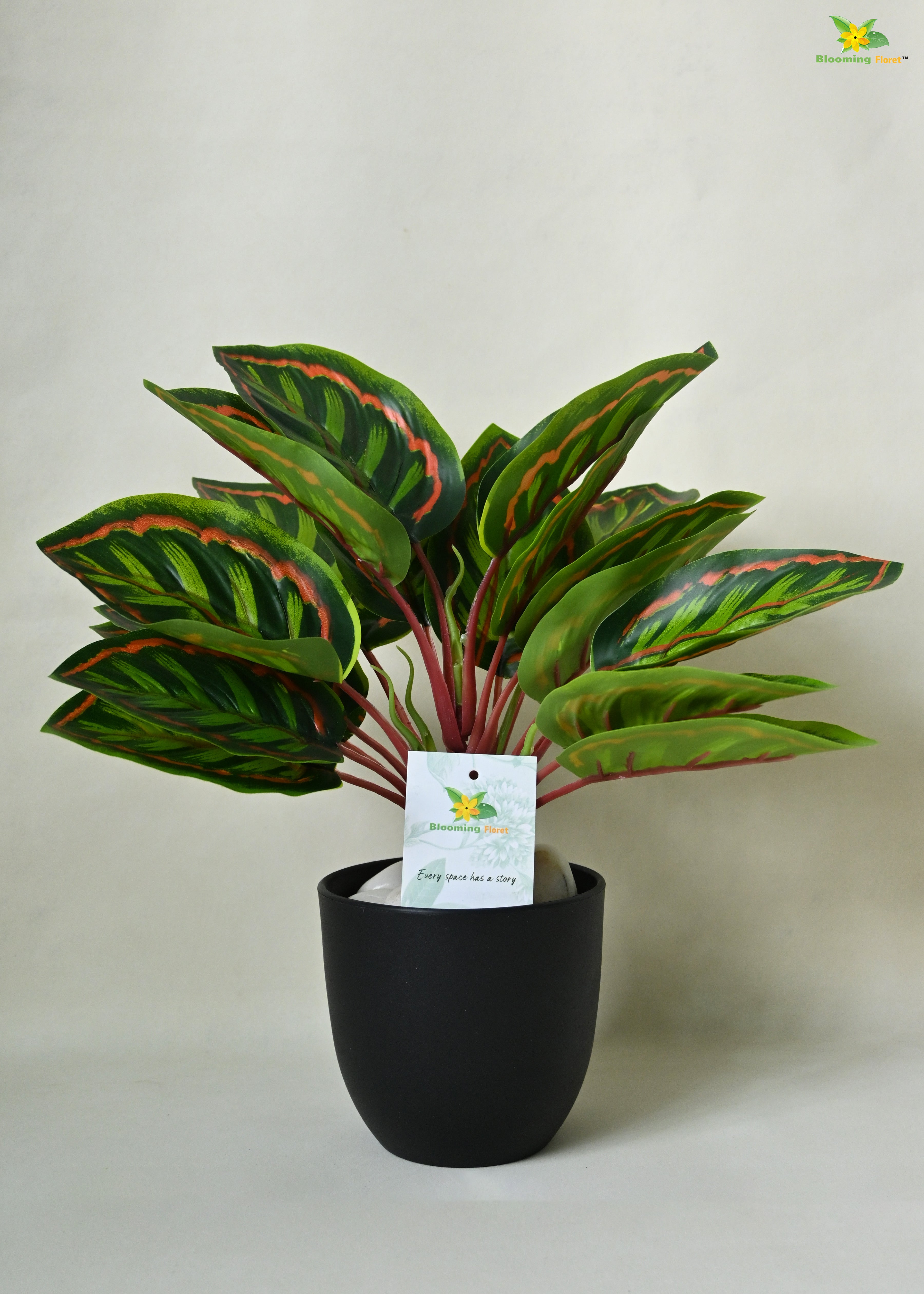 Enchantaflora Calathea Roseopicta Plant | Red Veins