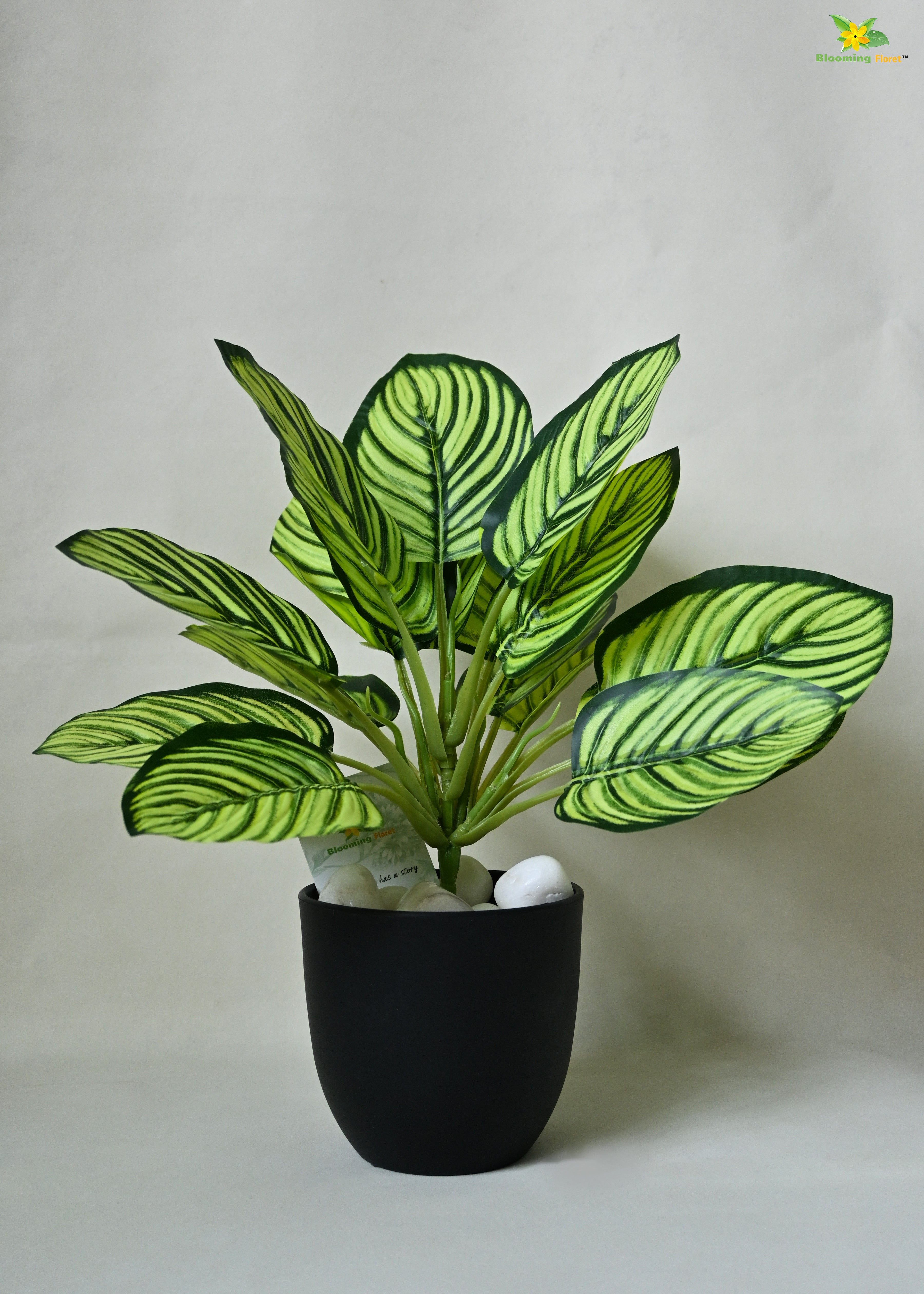 Exquisite Calathea Ornata Plant