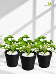 Lush Leaf Pennywort Artificial Succulent | Light Green & White Patterned | 14 cm | Set of 3
