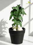 Artificial Ivy Succulent | Dark Green with White Dots Patterned | 16 cm