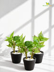 Artificial Money Plant Succulent | Light Green | 15 cm | Set of 3