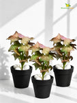 Artificial Ivy Succulent | Green & Red | 16 cm | Set of 3