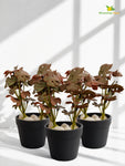 Artificial Mini Monstera Succulent | Maroon | 15 cm | Set of 3