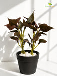 Artificial Money Plant Succulent | Maroon | 15 cm