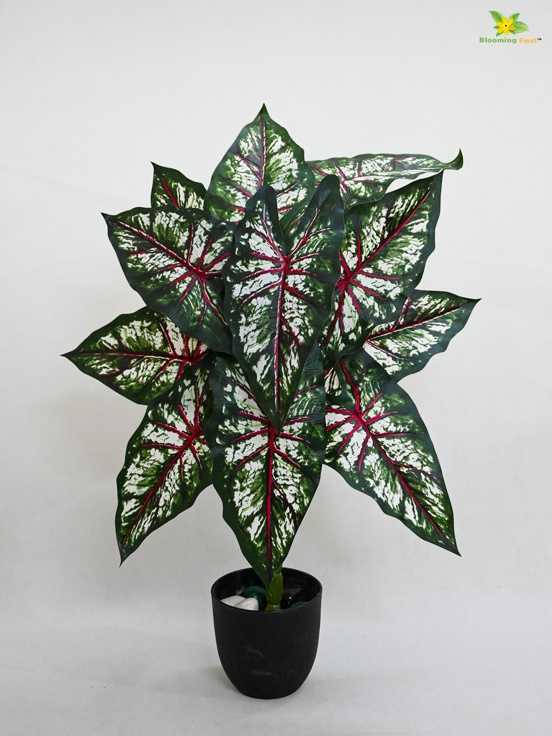 Tropical Beauty Caladium Plant