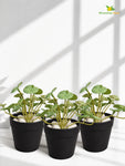 Lush Leaf Pennywort Artificial Succulent | Mixed Green Patterned | 14 cm | Set of 3
