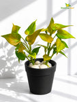 Artificial Money Plant Succulent | Army Green | 15 cm