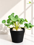 Lush Leaf Pennywort Artificial Succulent | Dark Green & White | 14 cm