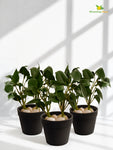 Artificial Money Plant Succulent | Dark Green | 15 cm | Set of 3