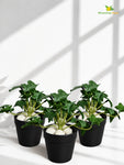 Artificial Ivy Succulent | Dark Green | 10 cm | Set of 3