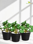 Lush Leaf Pennywort Artificial Succulent | Light Green | 14 cm | Set of 3