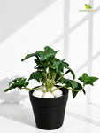 Artificial Ivy Succulent | Dark Green | 10 cm