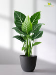 Black Round Planter | 17 cm