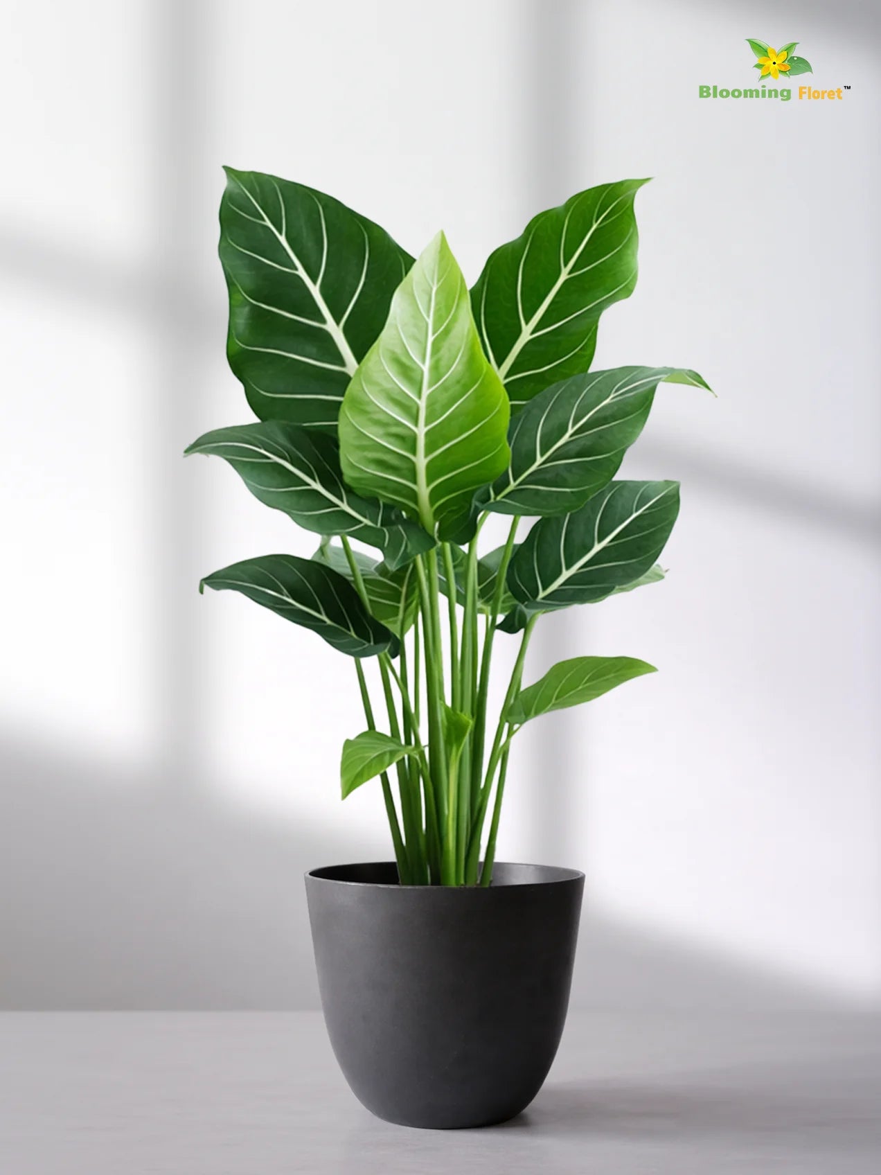 Black Round Planter | 17 cm