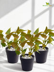 Artificial Money Plant Succulent | Army Green | 15 cm | Set of 3