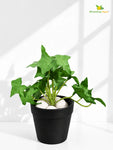 Artificial Ivy Succulent | Green | Small Leaves | 10 cm