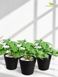 Artificial Ivy Succulent | Green & White Patterned Leaves | 10 cm | Set of 3