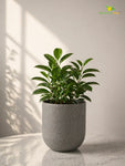 Round Base Fiber Pot | Grey | 10 cm