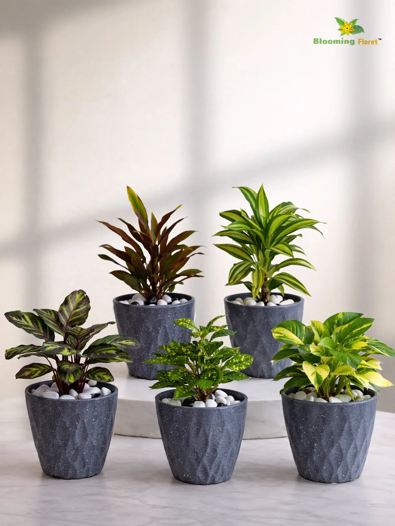 Diamond Pattern Round Planter | 13 cm | Set of 5