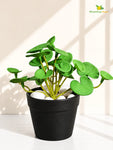 Lush Leaf Pennywort Artificial Succulent | Light Green | 14 cm