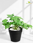 Artificial Ivy Succulent | Green & White Patterned Leaves | 10 cm