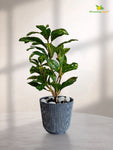 Ribbed Pattern Round Planter | 11.5 cm