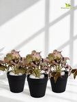 Artificial Ivy Succulent | Army Green | 10 cm | Set of 3