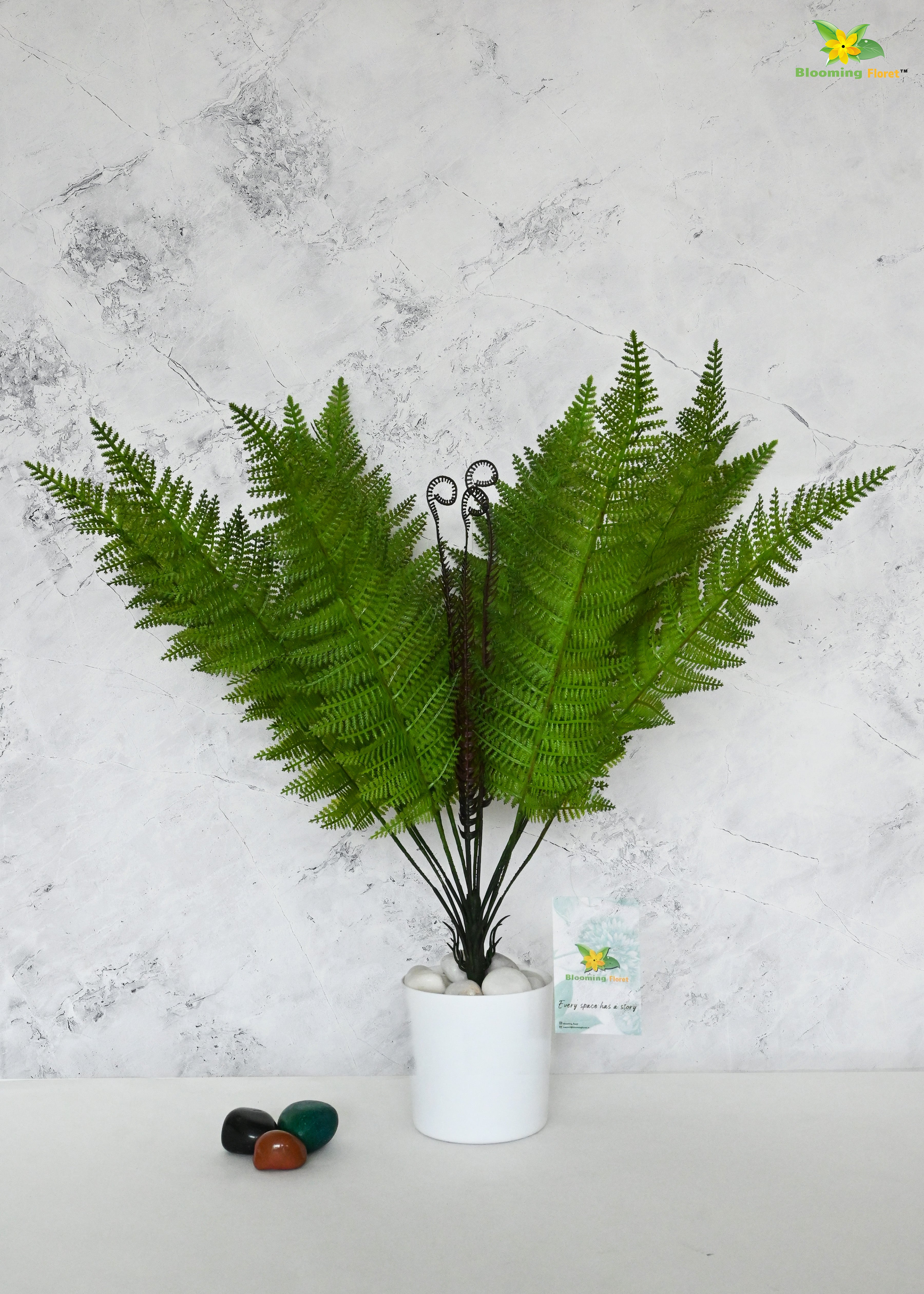 Evergreen Foliage Wood Fern Plant | Dark Green