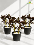 Artificial Money Plant Succulent | Maroon | 15 cm | Set of 3
