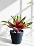Artificial Aloe Vera Plant | Green & Maroon Leaves | 24 cm