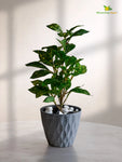 Diamond Pattern Round Planter | 13 cm