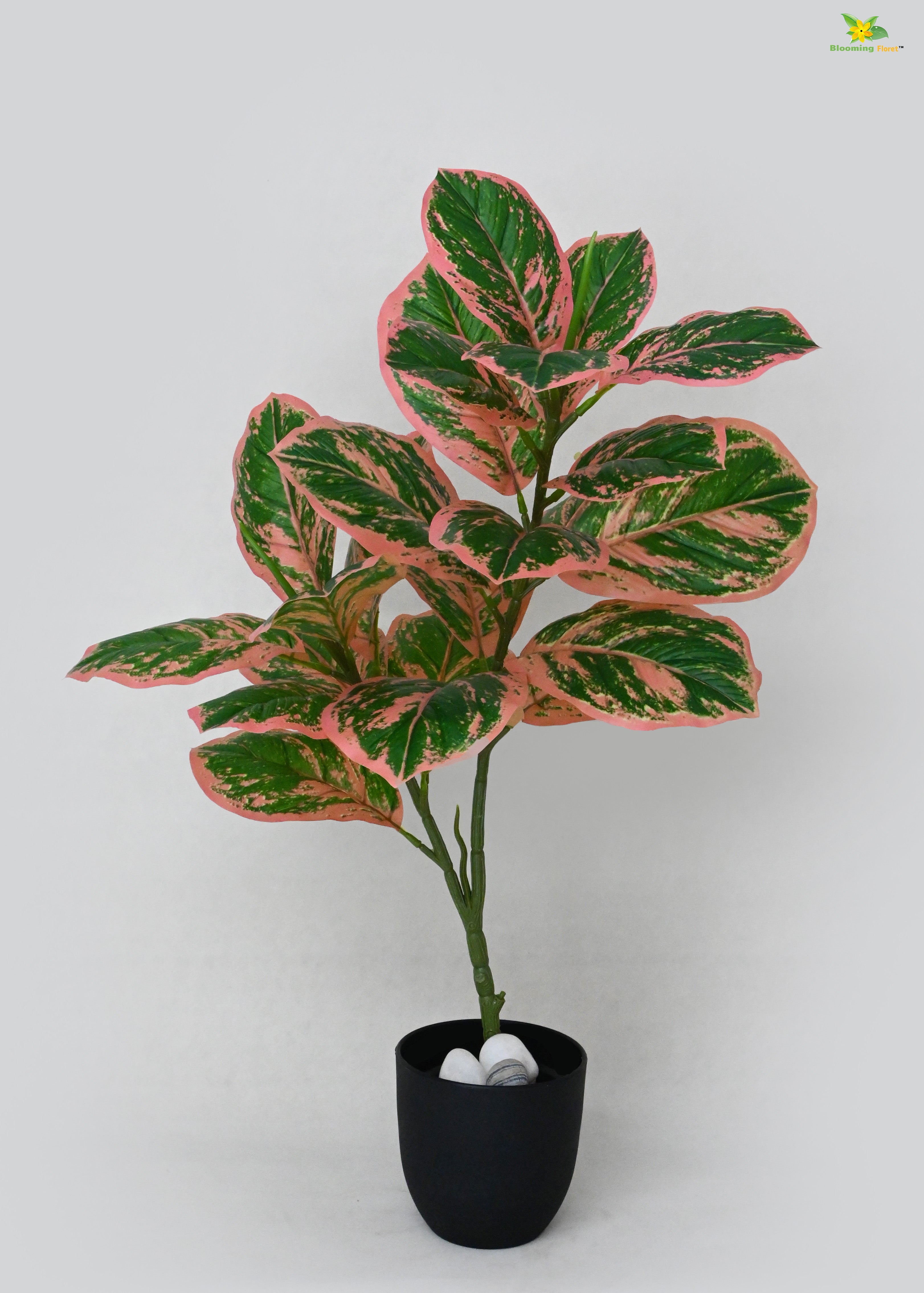 Artificial Aglaonema Creta Plant for Decor | 24 Leaves with Basic Pot | 74.9 cm