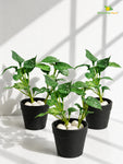 Artificial Money Plant Succulent | Small Green Leaves | 15 cm | Set of 3