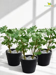 Artificial Mini Monstera Succulent | Green | 15 cm | Set of 3