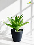 Aloe Vera Plant | Green | 24 cm