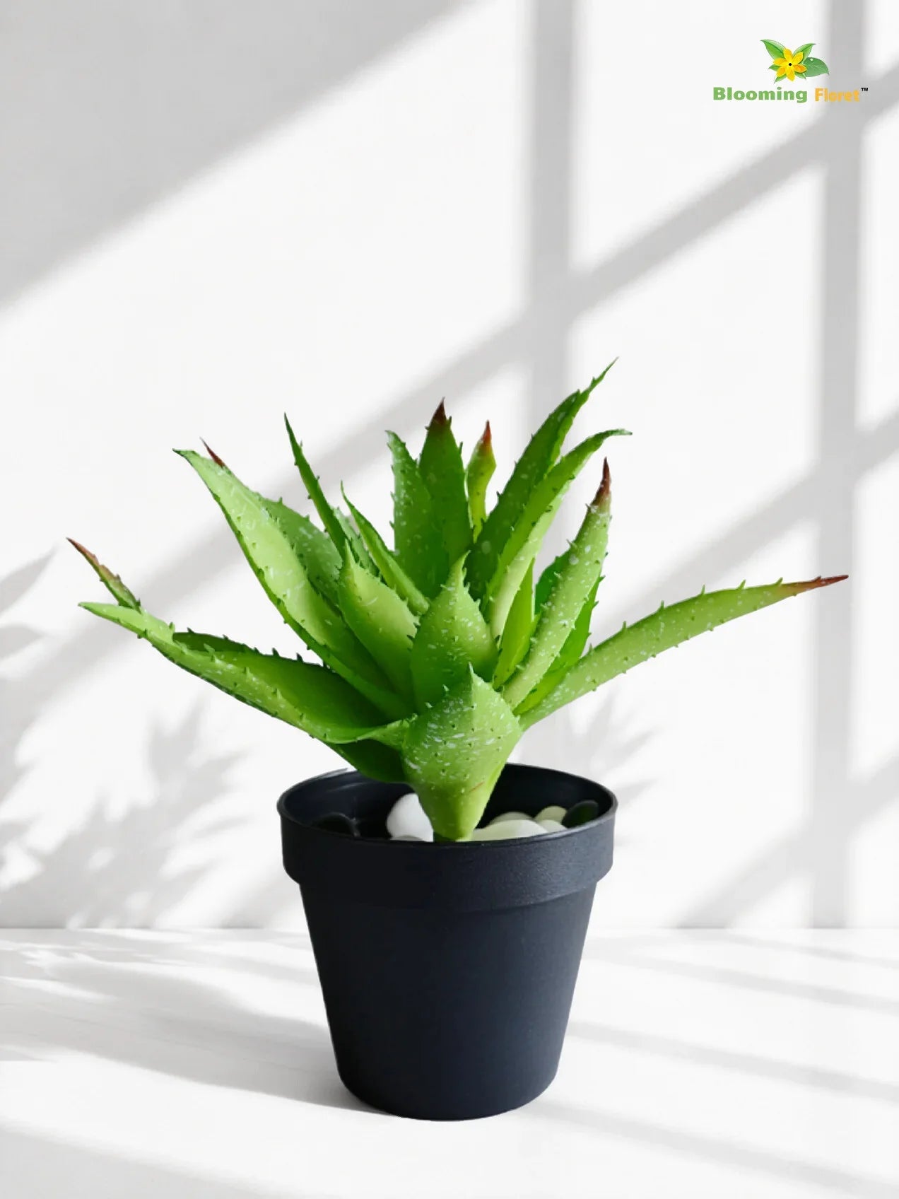 Aloe Vera Plant | Green | 24 cm