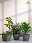 Coarse Textured Square Planter Pot | 13 cm | Set of 5