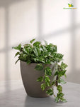 Decorative Pots | Light Brown | 17 cm