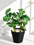 Artificial Mini Monstera Succulent | Light Green | 15 cm