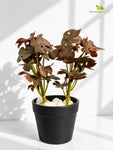 Artificial Mini Monstera Succulent | Maroon | 15 cm