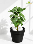 Artificial Ivy Succulent | Green | 16 cm