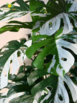 Artificial Monstera Plant – 78 cm, 18 Leaves, Green-White, with Basic Pot