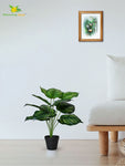Artificial Calathea Orbifolia Plant – 65 cm, 12 Leaves, with Basic Pot